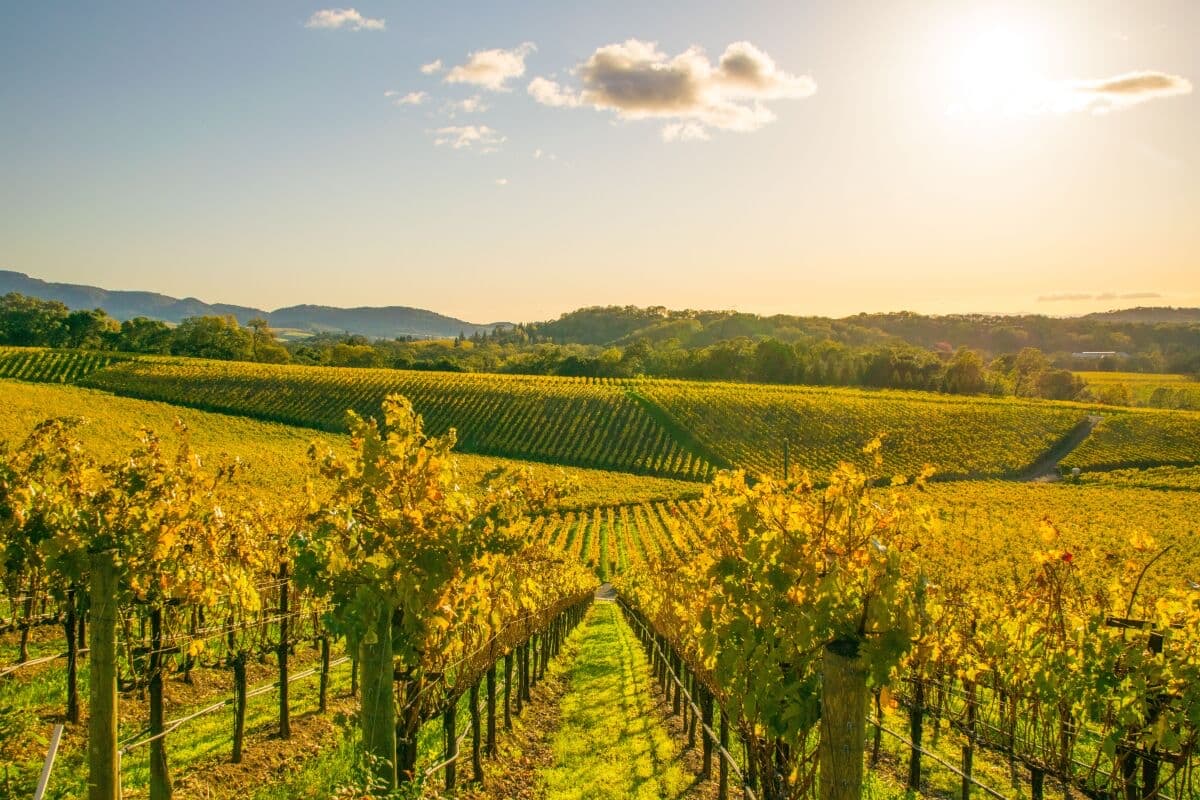 Napa Valley Uncorked: Wine, Bites, and Private Flights with Your Crew